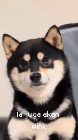 Winkwink🥰🥰🥰#silly #cure #happy #dog 
