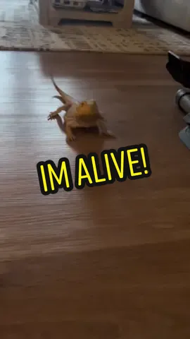 A day in the life of BosomBeardies❤️#imalive #fastandfurious @Lachie Kay #lachiekay #beardeddragon #beardeddragonsoftiktok #beardiesoftiktok #beardies #beardieowner #beardiemom #beardiedad #beardeddragons #beardedoutlawz #beardielife #beardietok  #funny #comedy #pet #dragons #cute #cutepets #PetsOfTikTok #funnypetsoftiktok #exoticpetsoftiktok #bosombeardies #chuckathug #beesie #viralvideos #foryoupage #tiktok #fyp #followme #lizardsoftiktok #headbob #chuck #viral_video 