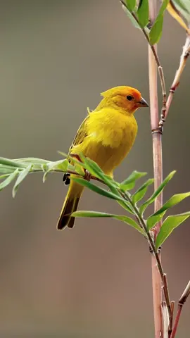 O nosso Canário-da-terra. 💛 #avesdobrasil #birdsofbrazil #canariodaterra #birdwatching #birdsoftiktok #birdphotographer #birdphotography #nature 