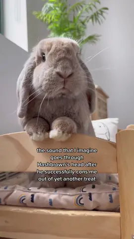 Hashbrown’s face in the last clip is what always gets me…it’s such a vicious cycle 😭 Anyone else experience this?  #fyp #bunny #rabbit #PetsOfTikTok #thebrekkiebuns #cutepet 