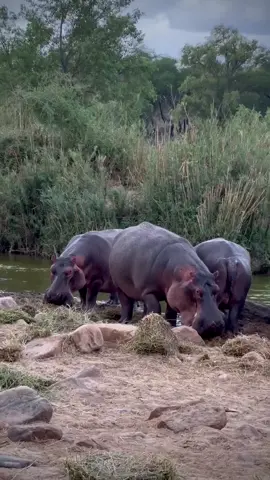 Hungry Hungry Hippos! As Tsavo’s drought stretches on, our wild neighbours need a helping hand. With no grasses to eat for kilometres in every direction, we’ve been keeping this pod of hippos fuelled with a few bales of lucerne every evening. Helping them weather the conditions until the much needed - and longed for - rains. #hippos #hungryhippos #neighbours #wildlife #drought #kenyadrought #animals #kenya 