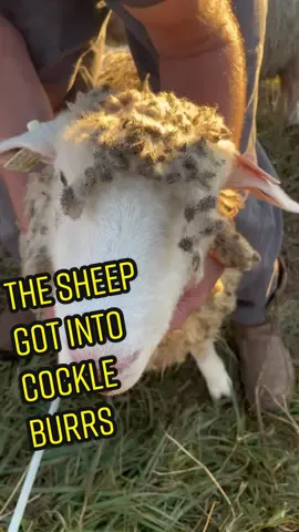 If it exists, the sheep will find it! #cockleburs #sheep #sheepfarm #sheepfarmer #Vlog #lambs #farm 