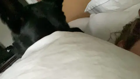 Me “I’m going to sleep in this morning” Otto “no, you will not” #germanshepherd #gsdalarmclock #blackgermanshepherd 