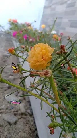 #halamandepanrumahku🏡 #bungabunga🌺🌷@@Ady_Putra 
