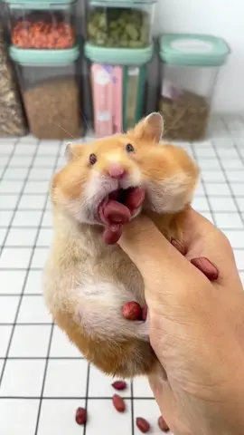 It’s mouth is so full😳#hamster #pet #animals #foryou #fyp #asmr 