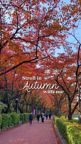 Autumn is so relaxing 🍂#seokchon_lake #seokchonlake #autumn #autumnvibes #autumnleaves #석촌호수 #가을 #석촌호수공원