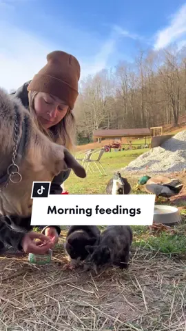 Tuesday morning! #farmtok #lifeonthefarm #horsesoftiktok #barntok #minifarm #DailyRoutine #dayinmylife #dailytok 