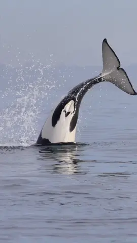 Orca SLASH!! 😱 so fun to watch these Orcas hunting, this video is just one of many times an Orca tail slapped a bird this day. What would you do if you were a bird and 4 Orcas were swimming in your direction?  🐋 Book now your trip for Orca season!  #whalewatching #whale #tail #predator #orca #breach #jump #fly #news #media #lunges #wildlife  #montereycalifornia #coast #cali #sunset #boat #dolphins #friends #friendly #drone 