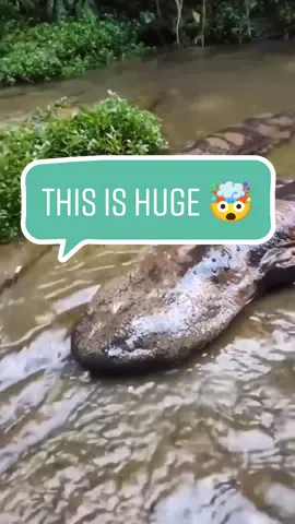Giant salamander 🤯 Too Big ! #fyp #animals #axolotls 