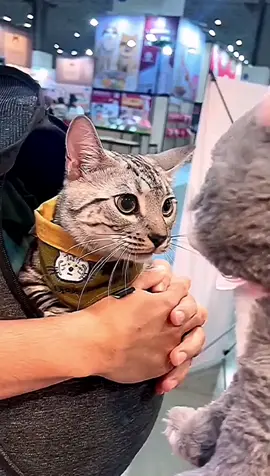 Scare toy. #GenshinImpact32 #petlover #pets #pet #fyp #funnyvideos #foryou #funny #cat #catsoftiktok #cats #catlover #cattok #toy 