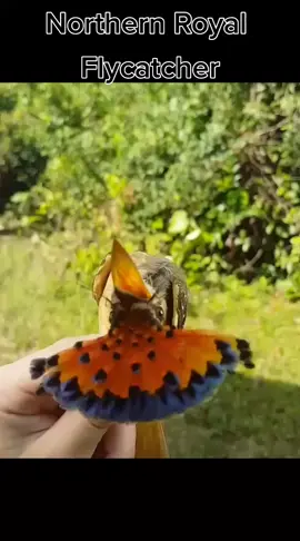 What a awesome bird this northern royal flycatcher.. #tiktoktrend #trending #viral #foryoupage #toptiktok #fyp #birdview #birdwatching #exoticbirds #allbirds #birdlover #birds #bird #birdtok #birdslove #birdbox #southafrica #tiktok #birdsoftiktok #topvideo #topbirds #amazingvideos #airattack #mustwatch #todaytrending #todaysvideo #capetown #funnybirds #flycatcher #flycatch #flycatcher3000 #peru #malasia #wildlife #animals #cutebirds #peckers #usa #us #usa_tiktok #spain #españa #indonisia #brazil #mexico #papaeugenio #newguinea #Newguinea #papanewguinea #birdofparadise #turkey #thephilippines #unitedkingdom #Unitedstates #russia #philippians #india #vietnam #combodia #pakistan #thailand #philippine #philippines #philippinestiktok #philippines🇵🇭tiktok