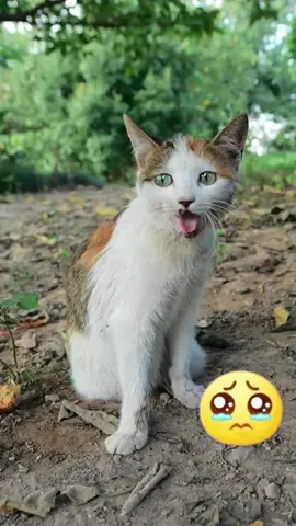 I hope to return to the original appearance soon#straycat #helpful #catsofttiktok #caring #rescue #petrescue 