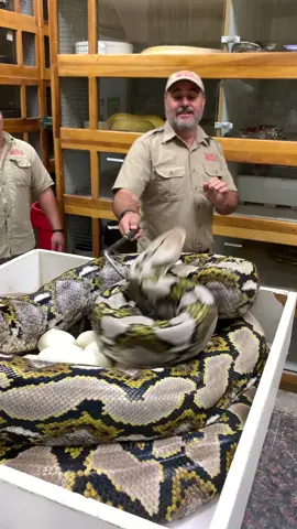Wow what a wild  strike 😱 close call and  I got all the eggs safely in an incubator 🙌🙌#snake #reticulatedpython #wild #moment 