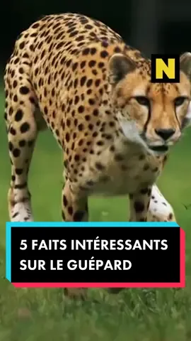 5 FAITS INTÉRESSANTS SUR LE GUÉPARD 1. Le corps du guépard est conçu pour la vitesse. Les longues pattes du guépard ne touchent qu’une fois le sol et sa queue plate l’aide à garder l’équilibre et à changer de direction. Ses griffes lui servent de crampon et lui permettent de ne pas glisser pendant sa course. Le guépard atteint la vitesse de 100 km/h en moins de 3 secondes, et est capable d’atteindre une vitesse de pointe de 115 km/h. Mais ils ne tiennent pas cette vitesse très longtemps.  2. Le guépard ne mange pas beaucoup. Le guépard chasse principalement des antilopes, de jour pour ne pas avoir affaire aux prédateurs tels que les lions. Lorsqu’ils abattent une proie, les guépards la mangent le plus rapidement possible et l’abandonnent dès qu’un prédateur est repéré. 3. Le guépard ne fait pas partie de la sous-famille des lions, mais de celle des chats. Dans la famille des félins, il existe les grands félins et les petits félins. Contrairement au jaguar par exemple, le guépard ne rugit pas, mais miaule et ronronne comme un chat ! 4. Le pelage du guépard protège ses yeux du soleil. Les “larmes noires” qui sont présentes sous les yeux du guépard détournent le soleil et les empêchent d’être éblouis. Leur vision, qui est déjà excellente, s’en retrouve améliorée. 5. Les bébés guépards ont un pelage qui leur permet d’être camouflés. Les guépardeaux ont des poils longs sur leur dos, contrairement aux adultes. Ces poils les aident à se fondre dans les hautes herbes et à se cacher des prédateurs ! #guepard #félin #animalsauvage 