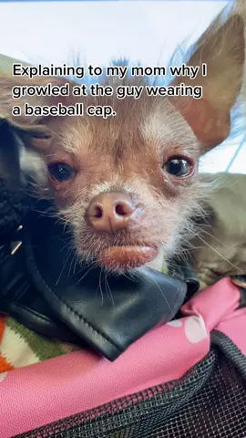 He deserved it.  #hairlesschihuahua #dogmom #hairlesspuppy #chihuahuapuppy #chihuahuasofinstagram #hairlesschihuahuasofinstagram #xoloitzcuintli #xoloitzcuintlisofinstagram #hairlessbreed #puppylove #chihuahua #xolopuppy #puppiesofinstagram #followmydog #nekkeddog #hairlessdog #gremlindog #chihuahuasoftiktok #puppiesoftiktok #viralpuppy #uniquepuppy #dogsoftiktok #doggysdayout #dogmomaf #dogmomsoftiktok #dogmomsofig #dogmomsofinstagram