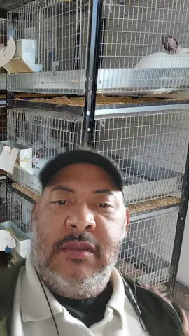 #greenscreen #rabbitcages #meatrabbits #fyp #meatrabbitsoftiktok 