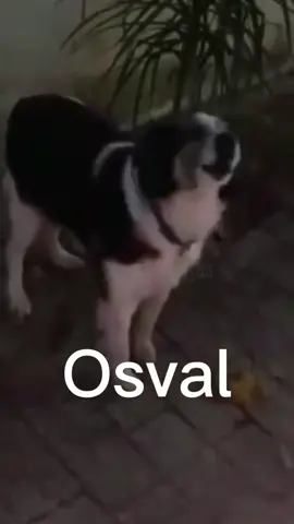 osvaldo skkssk #osvaldo #cachorro #🤣 #🤣🤣🤣 #engraçado #divertido #rir #meme #cão #cachorrinho #🐶 #viralata 