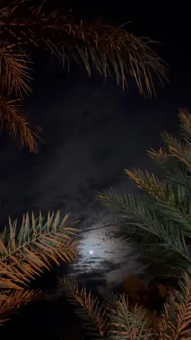 انتي النورين منك النور نور🤍
