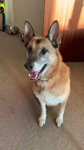 Dogs do it better than Humans!   Meet our retired Military Police dog Amos…   #dogsoftiktok #militarydogs #trending 