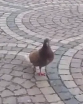 #pigeon#sturdy #gettingsturdy respect pigeon