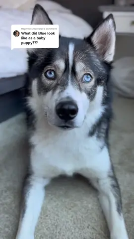 Replying to @smoresles a lot of people have asked for baby blue so here he is! #puppy #dogsoftiktok #fyp #huskies 