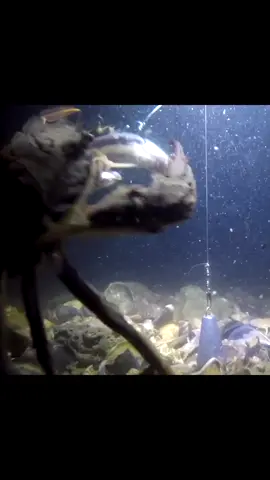 OMG,What’s going on? #fishing #underwater #Outdoors 