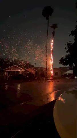 Palm tree on fire after a lightning strike during a monsoon in Scottsdale, AZ