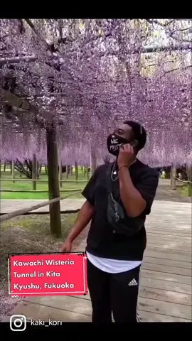 #wisteria #fypシ゚viral #fy #福岡 #北九州  #kawachiwisteriagarden 