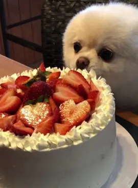 Sneaky Shtonky trying to lick the icing off the strawberry shortcakey and thinking she can get away with it! 🍰  #fyp #dogeating #funnydogvideos #dogeatingcake #funnyvideo #funnydogmemes #funnypomeranian  #doggosoftiktok #pomeranianpuppy #pomstagram #pomsoftiktok