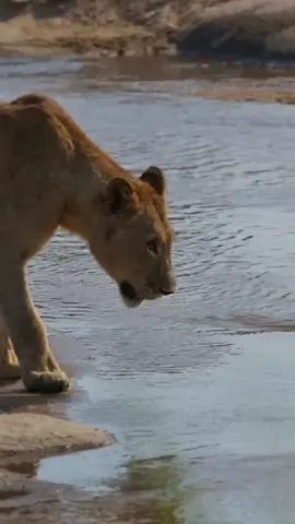 Watching lions cross the Sand River through the reeds. One of my favourite photographic destinations and a place that I hold dear to my heart. Especially this pride of lions called the Sand River Pride. They were the fist pride of lions I ever spent time with in the Sabi Sands in South Africa.  #wildeyesa #thisiswhywildeye #lionscrossingriver #instacats #lion #Pride #sandriverpride #africa #safari #canonphotography #wanderlust #catsofinstagram #reeloftheday #privatesafari #uniquereels