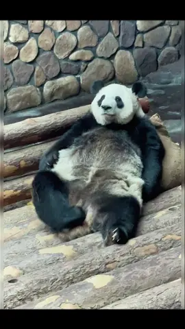 What was he doing?🫣🤔🤣#panda #pandaexpress #pandasoftiktok #pandalife #cute #funny #animals #fyp #foryou 
