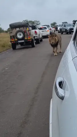 South African Traffic Jams 🦁 🇿🇦  #capturethewild #lion #lionking #southafrica #africa #krugernationalpark #kruger #sanparks #bigfive #big5 #safari #safarisouthafrica #wildlifesightings #animalplanet #discovernature #naturepark #wildlifeconservation #wildlifelovers #wildlifelover #animallovers #cutecub #lionsofinstagram #cutelion #traffic #trafficjam #animals #wildanimals