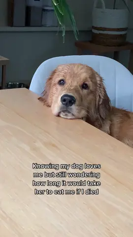 When the intrusive thoughts win #goldenretrievers #dogsoftiktok #puppies #puppiesoftiktok #funnyvideos #dogtok 