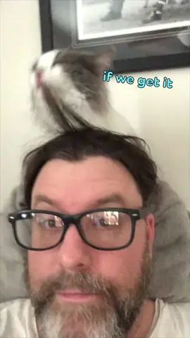 The cats can speak🐈 #fyp #cats #voiceover #vo #voiceacting #compilation #dub #catsoftiktok #animalsdoingthings #animalsreact 