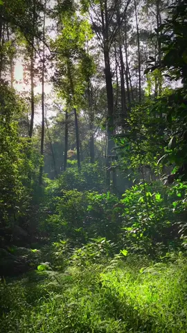 Very beatiful place.🍃 #hutan #hutanindonesia #alam #nature #beautifulindonesia #alamindonesia #fyp 