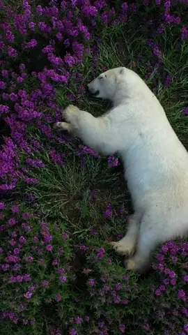 Martin, Gregus, a UAV pilot, took an aerial photo of a polar bear sleeping soundly in a sea of flowers#life