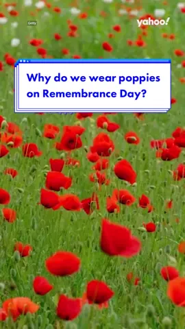 This is why we wear #poppies on #RemembranceDay ❤️ #remembranceday2022 #november11 #flandersfields #flandersfield #yahoonews #yahooaustralia #australia #australiatiktok 