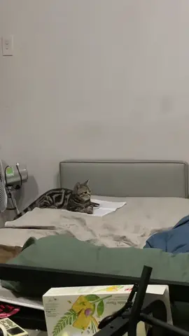 #cat #meow #catsoftiktok #cute #tiktok 