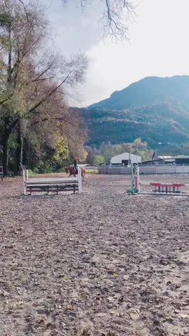#horse #fyp #perte 