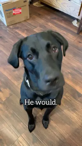 This one got me😭 #fyp #foryou #dogsoftiktok #labsoftiktok 