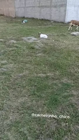 namorada de Chico kkk Será que ele vai querer? 