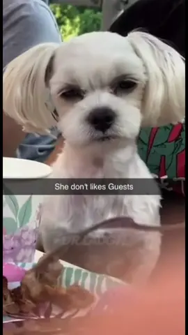 #memes #funnyvideos #foryou 