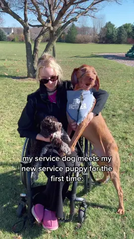 welcome home Pamina! we adore you ♿️✨🐕🎀 #ServicePuppy #ServiceDogInTraining #Lagotto #LagottoRomagnolo #LagottoPuppy #NewPuppy #PuppyTikTok #PuppyLove #PuppyLife #PuppyAnnouncement #DogMom #Doggo #DogsOfTikTok #DogLover #Disability #Wheelchair #WheelchairGirl #WheelchairLife  #FYP #ForYouPage #Viral #ChronicIllness #InvisibleIllness #ChronicPain #LetsTalkMentalHealth #MentalHealthAwarness #MentalHealthMatters #MentalHealth #worldmentalhealthday #Dysautonomia #Pots #ROHHADsyndrome #PeriodicParalysis #Gastroparesis #RareDisease #Lupus #ServiceDog #DisabledFashion #BabeWithAMobilityAid #DisabledAndCute #ChronicallyAwesome #Spoonie #ButYouDontLookSick #DiaphragmPacemaker #SelfLove #SelfCare #DisabilityPride #DisabledJoy #TikTokTaughtMe #BeCyberSmart #CleanTok #HotGrill #MercadoTikTok #Home #Fashion4You 
