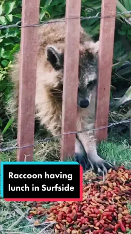 Not sure who left the food there🤔 I think it was for the cats… 2 raccoons really enjoyed it. 🤣🙈 #usa #florida #raccoon #raccoonsoftiktok #funnyanimals #funnyraccoon #miami #surfside #floridawildlife #funny #cute #animals #wild 