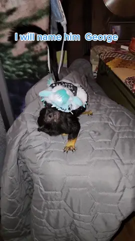 I will name him  George #bugsbunnychallange #redhandedtamarin #monkeymomma #fingermonkeys #lifewithmonkeys #babymonkeychallenge #iwillnamehimgeorge 