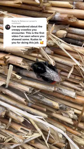 Replying to @Rebecca Larsen a few tiny animals i come across along the journey 🦟🕷 #thethatchingguy #alright #insects #animals #creatures #small #bugs #fyp #fypシ #foryoupage