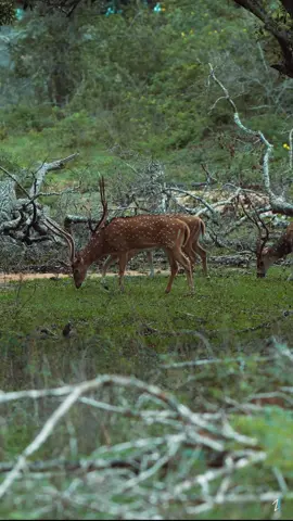 Wildlife Safari in Sri Lanka 🇱🇰 📍Yala, Sri Lanka #visitsrilanka #srilanka #srilankan #traveltiktok #travellife #trend #nature #wildlife #wildanimals #wildlifephotography #drone #srilankan_tik_tok #sunrise #kerala #lka #safari 