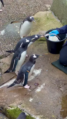 Penguins being fed at Edinburgh Zoo. Gentoo Penguins eat a diverse diet, mainly of crustaceans, small fish and squid, and can make over 450 dives a day down to an incredible 200 metres while hunting food. They really are amazing! #penguins #gentoopenguin #edinburghzoo #penguintok #wildlifeconservation #animalslover #edinburghscotland 