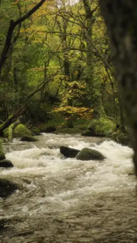 💦💦 #forest #forestbathing #Shinrinyoku #magicalworld #enchantedforest #woods #forestlovers #forestwalk #meditatedaily #hikingadventures #nature #meditate #adventure #hikingtiktok #moodyvibes #dartmoor #Hiking #treelife #trees