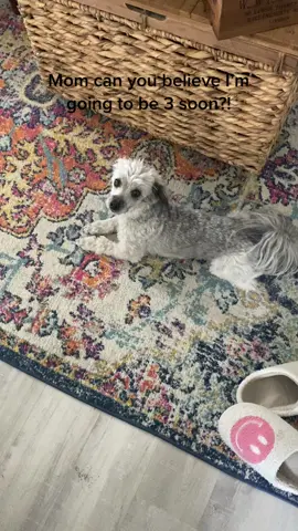 From a tiny apartment in SF to now having her own backyard 🥲